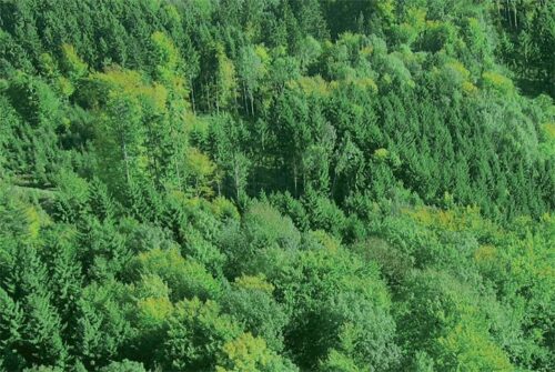Przyłącz się do akcji WILO „PREZENT DLA ZIEMI”!